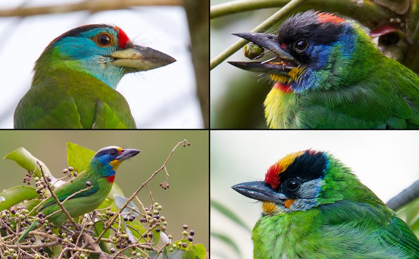 Editor's note: The hollow, repetitive calls of barbets in the genus Psilopogon are a familiar background sound in tropical and subtropical Asia. In Japan, the calls would be completely out of place. Pictured above, clockwise from top left, are Chinese Barbet P. faber, Blue-throated Barbet P. asiaticus, Golden-throated Barbet P. franklinii, and the species in question here, Taiwan Barbet P. nuchalis. All copyright 2010-2017 by Craig Brelsford.