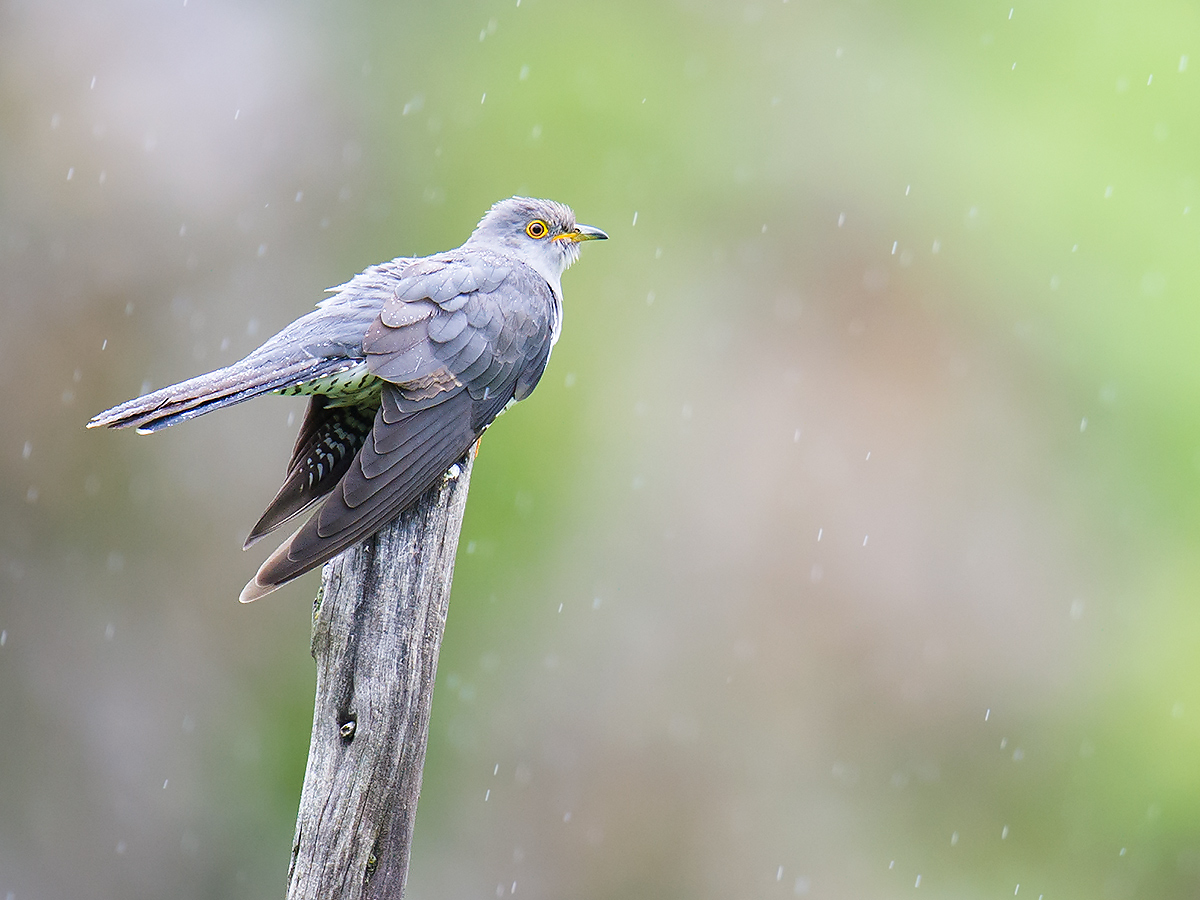 Common Cuckoo