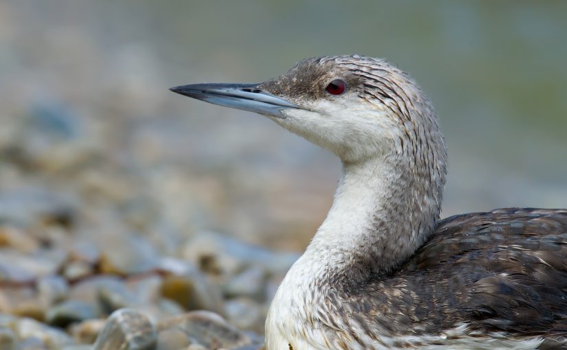 Black-throated Loon Gavia arctica, Laotieshan, Liaoning, China (38.730483, 121.134018). 18 Sept. 2013. By Craig Brelsford.