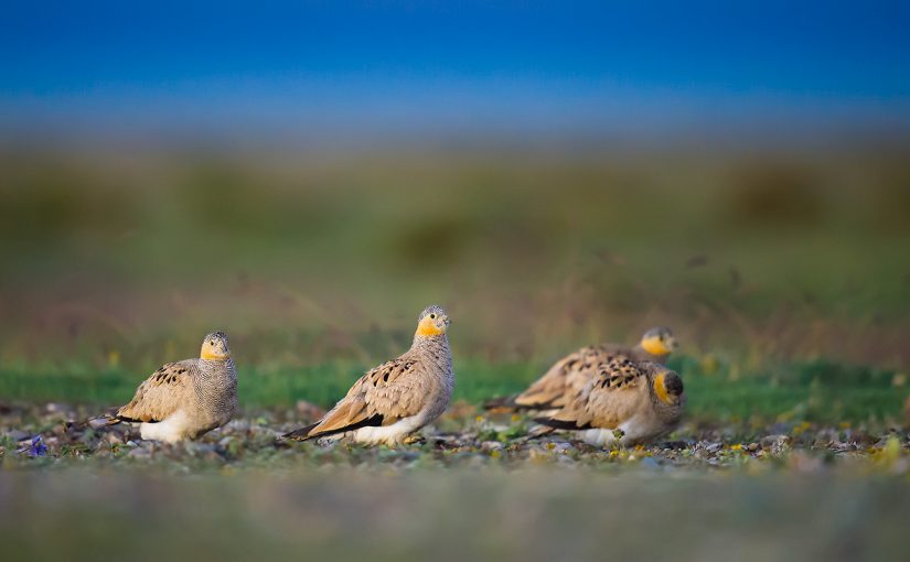 Birding in Qinghai: Facts & Figures