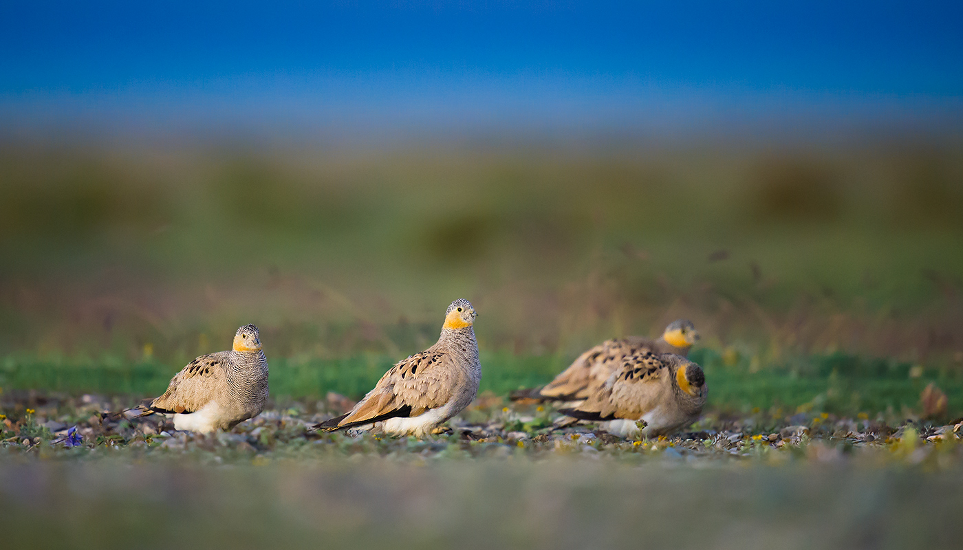 sandgrouse