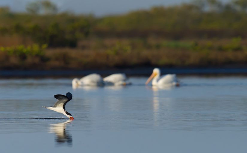 Black Skimmer with American White Pelican in background, Merritt Island National Wildlife Refuge, Brevard County, Florida, USA. 3 Feb. 2017.