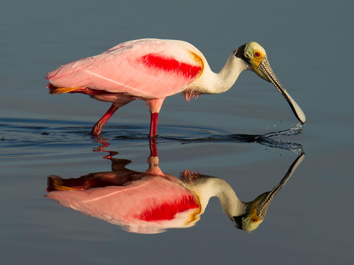 Roseate Spoonbill