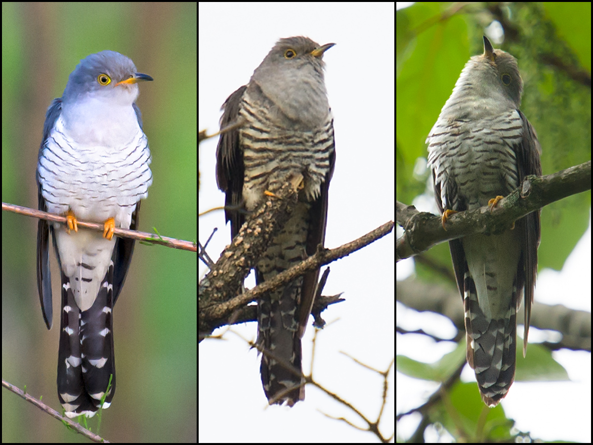 cuckoos