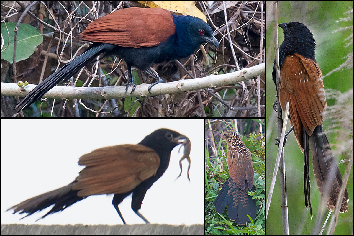 coucals