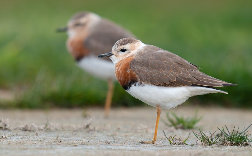 Oriental Plover Charadrius veredus, Sanjiagang, Pudong, Shanghai, 29 March 2010. Craig Brelsford.