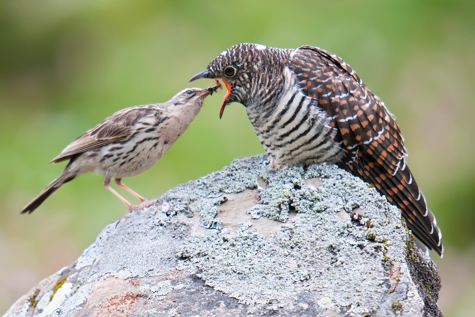 Juvenile Cuculus cuckoo