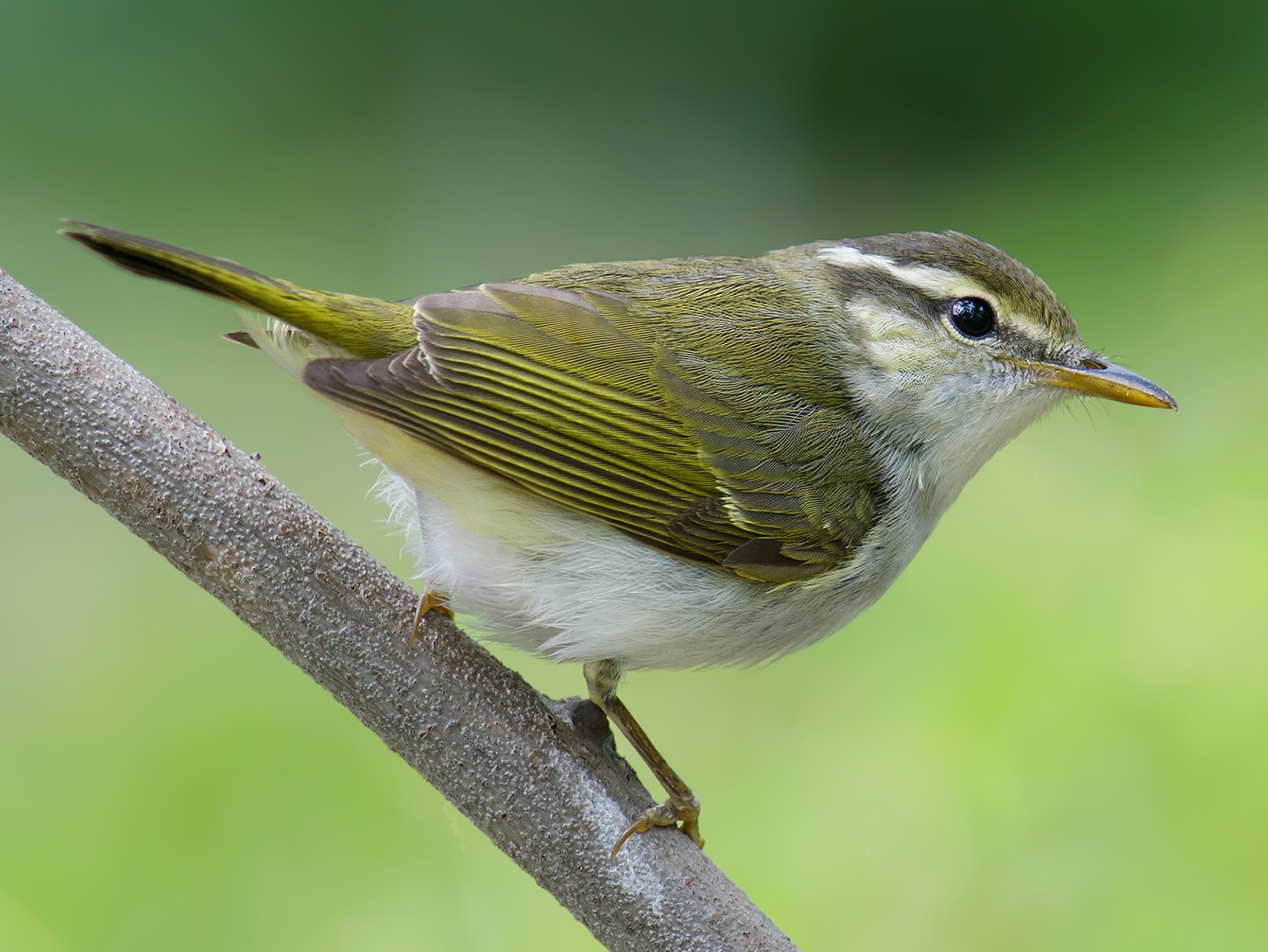 Eastern Crowned Warbler