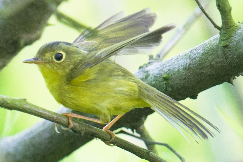 Alstrom's Warbler