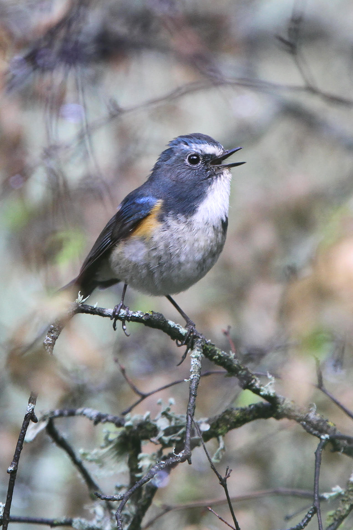 Red-flanked Bluetail - Shanghai Birding 上海观鸟