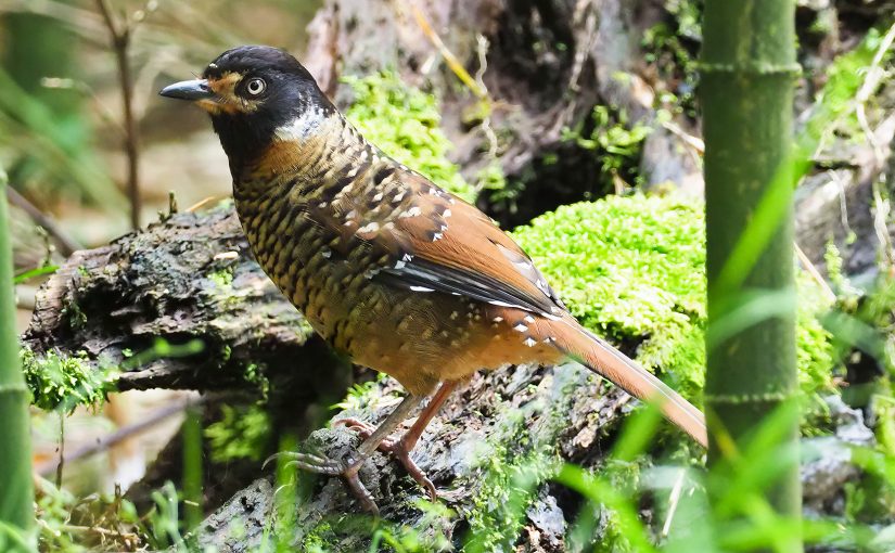 Spotted Laughingthrush Garrulax ocellatus, Jinfoshan, Chongqing. (John MacKinnon)