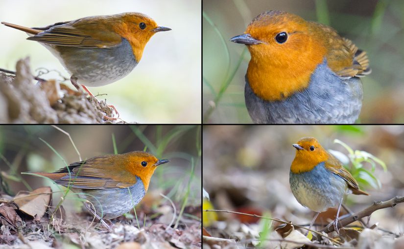 Japanese Robin, Century Park, Shanghai. 12 Nov. 2012. (Craig Brelsford)