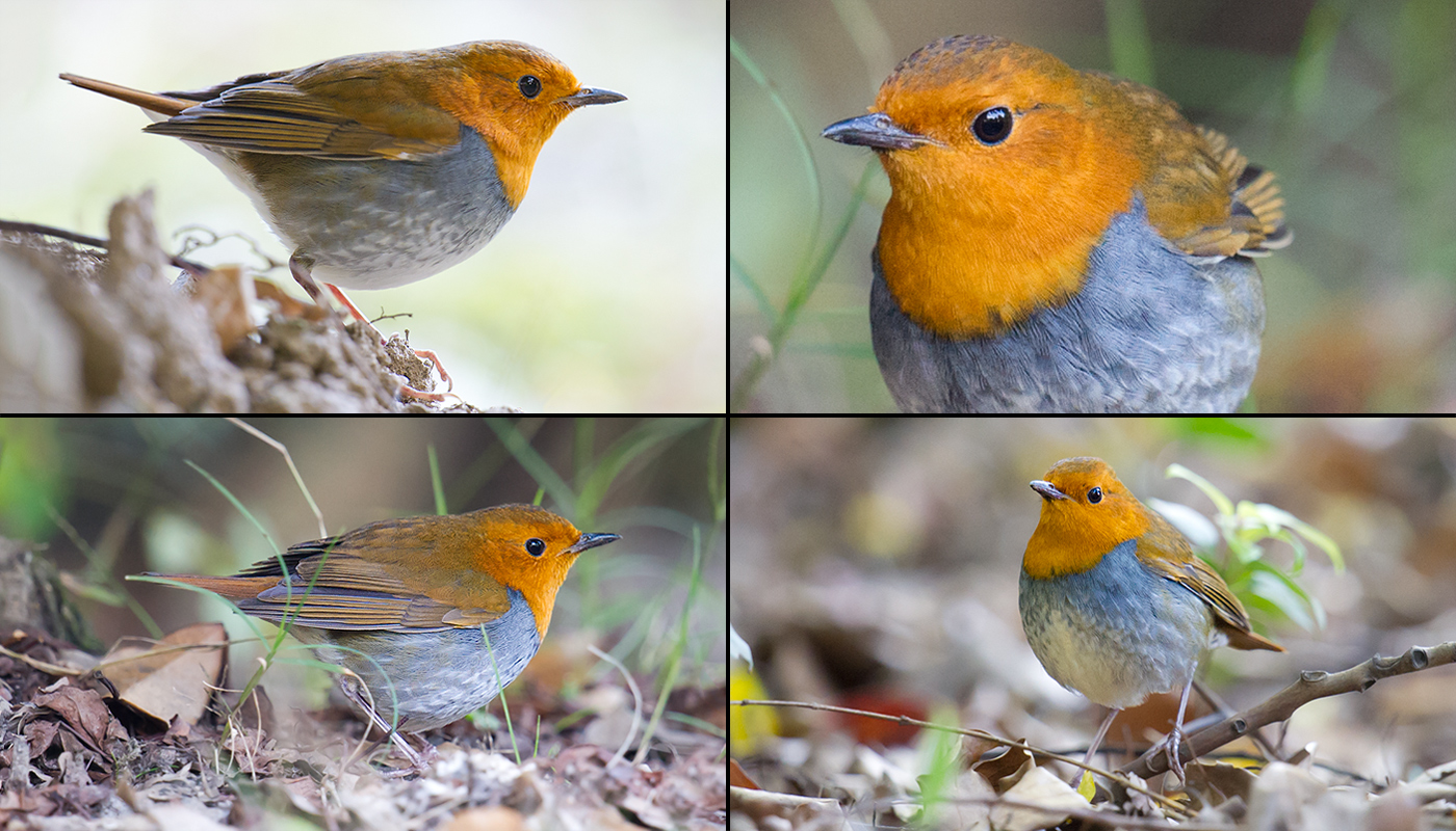 Japanese Robin