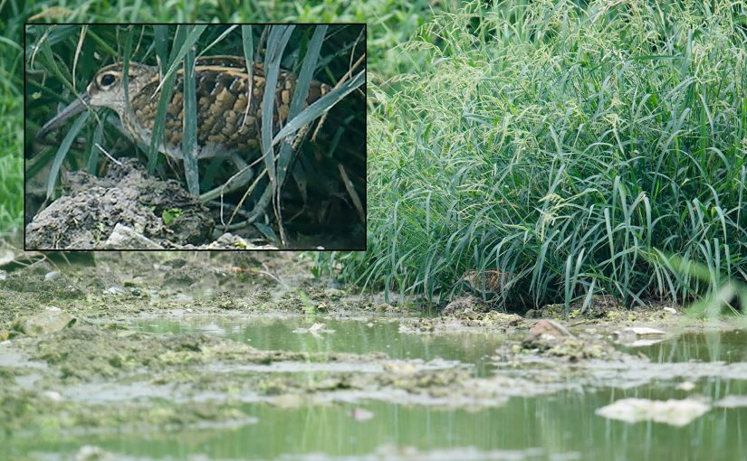 Greater Painted-snipe Rostratula benghalensis. © Craig Brelsford (craigbrelsford.com, shanghaibirding.com). 13 Aug. 2017. Cape Nanhui, Pudong, Shanghai, China.