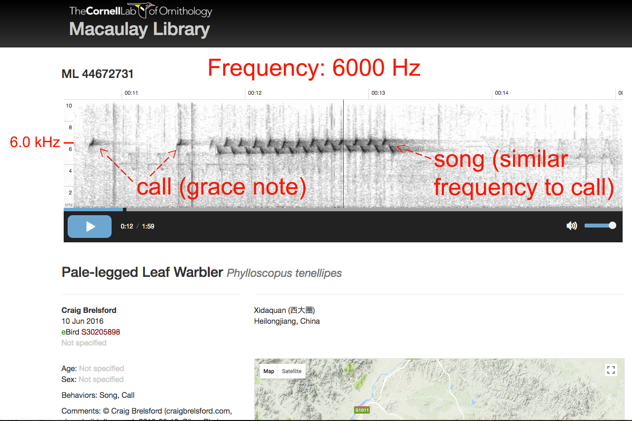 Audio spectrogram of call plus song of Pale-legged Leaf Warbler.