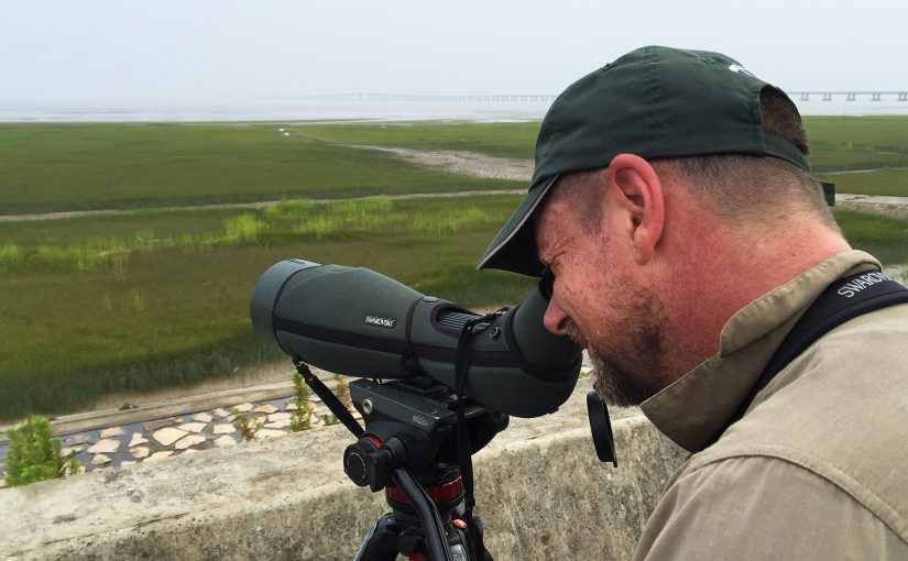 Australian birder Ian Reid scans the mudflats at Cape Nanhui, Pudong, 5 Aug. 2017. In the background is Donghai Bridge. (Craig Brelsford)