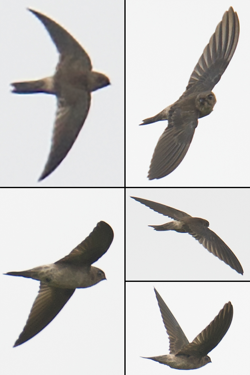 Himalayan Swiftlet