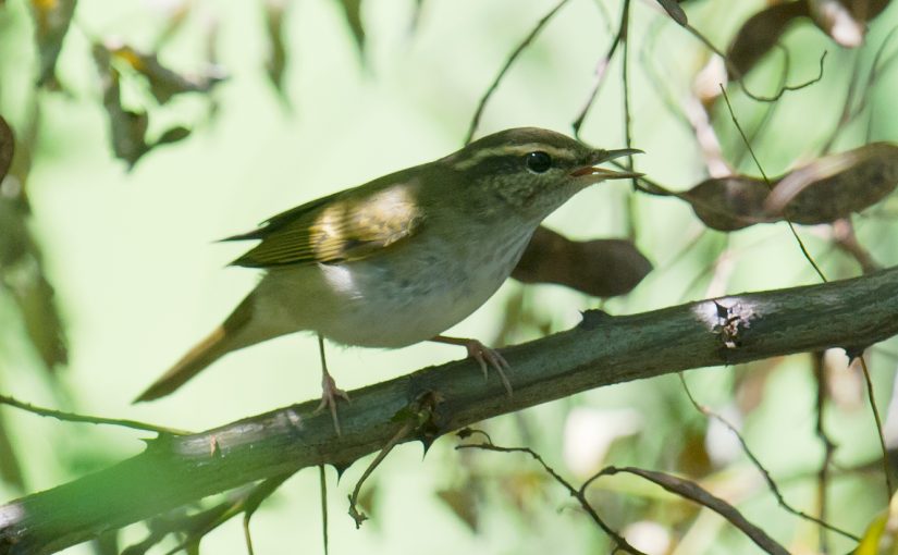 Pale-legged Leaf Warbler making its high-pitched 'tink' call in Microforest 4, Cape Nanhui, Pudong, shanghai, China, 27 Aug. 2017. (Craig Brelsford)