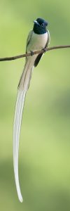 Amur Paradise Flycatcher