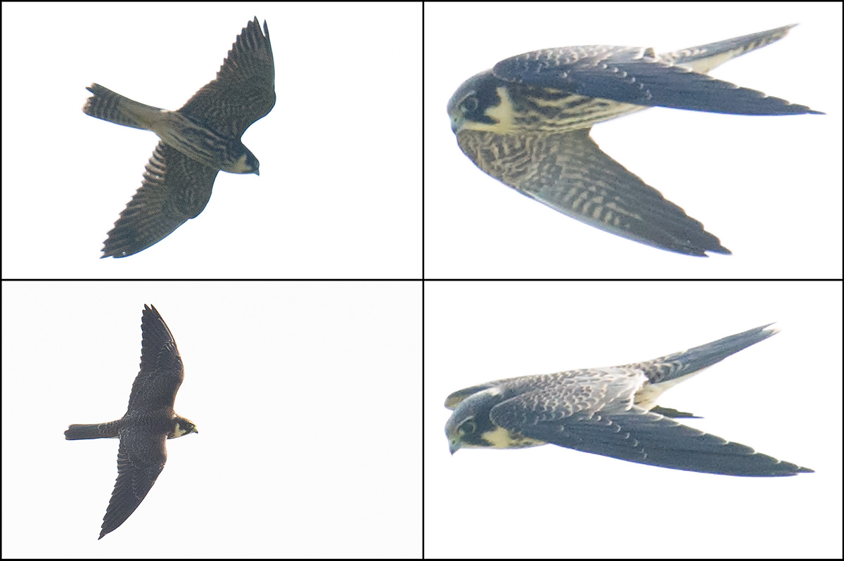 Peregrine Falcon, Nanhui, 24 Sept. 2016.