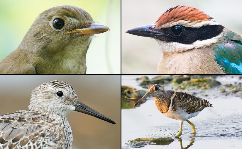 Birds of late summer 2017 at Pudong's Cape Nanhui: Clockwise from top left, Brown-chested Jungle Flycatcher, Fairy Pitta, Greater Painted-snipe, and Great Knot. (Craig Brelsford)