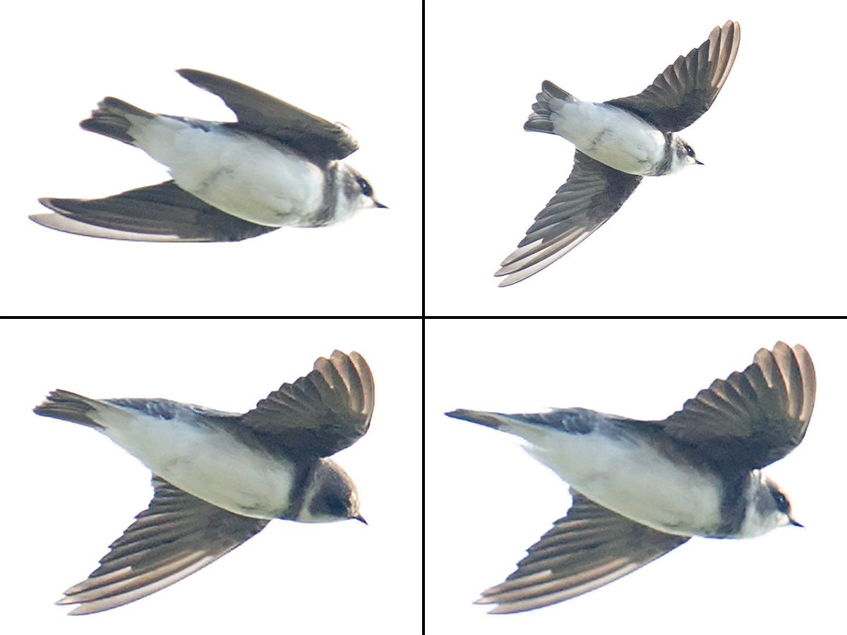 Sand Martin