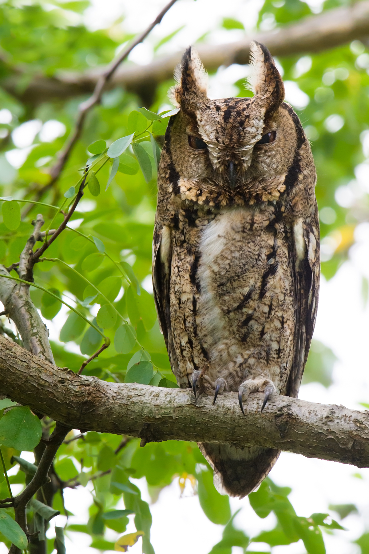 Japanese Scops Owl