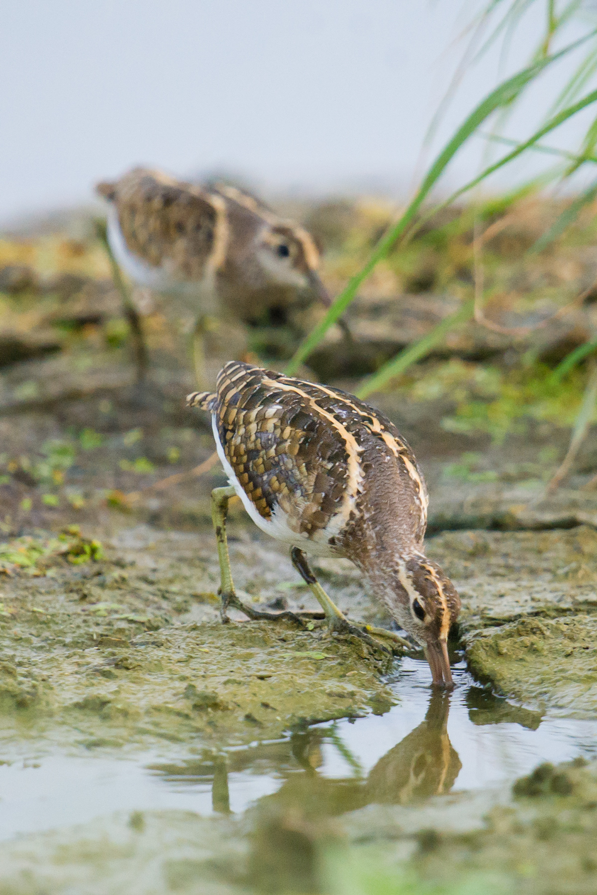 Greater Painted-snipe