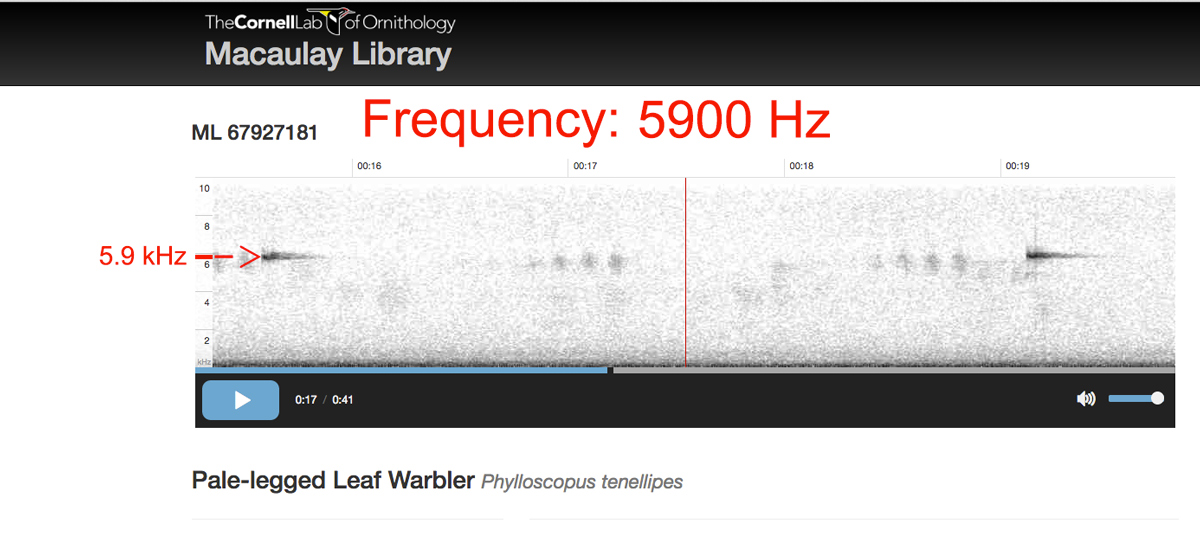 Audio spectrogram of call of Pale-legged Leaf Warbler.