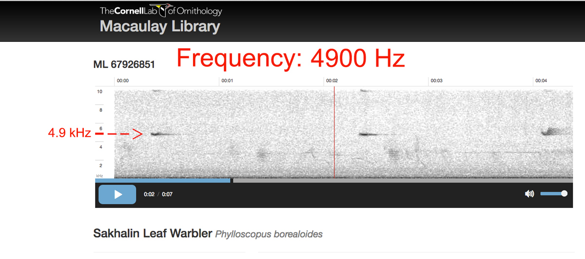 Audio spectrogram of call of Sakhalin Leaf Warbler.