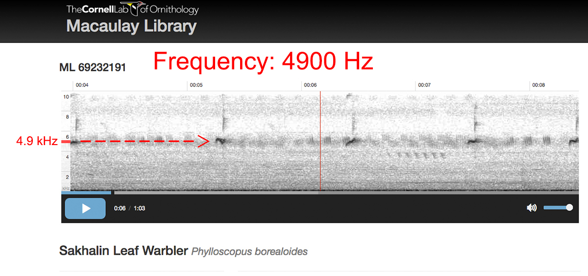 Audio spectrogram of call of Sakhalin Leaf Warbler.