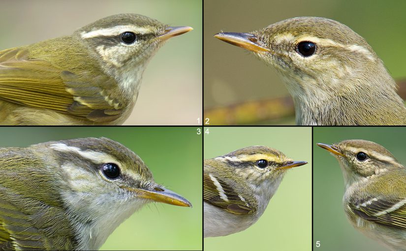 Pale-legged Leaf Warbler & the Shanghai Big 5