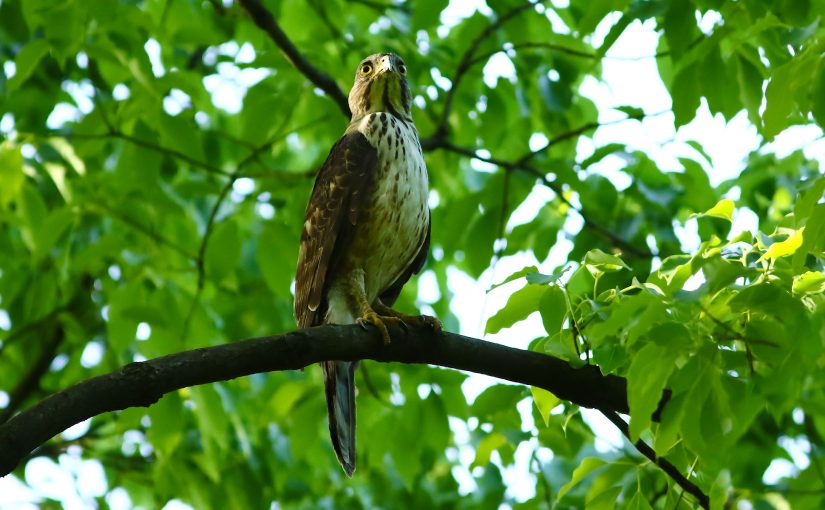 Crested Goshawk Invades Shanghai