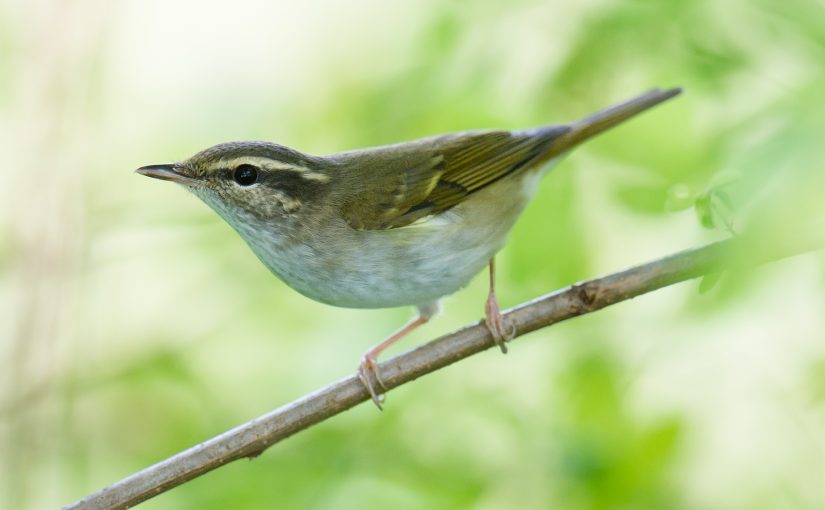 Sakhalin Leaf Warbler