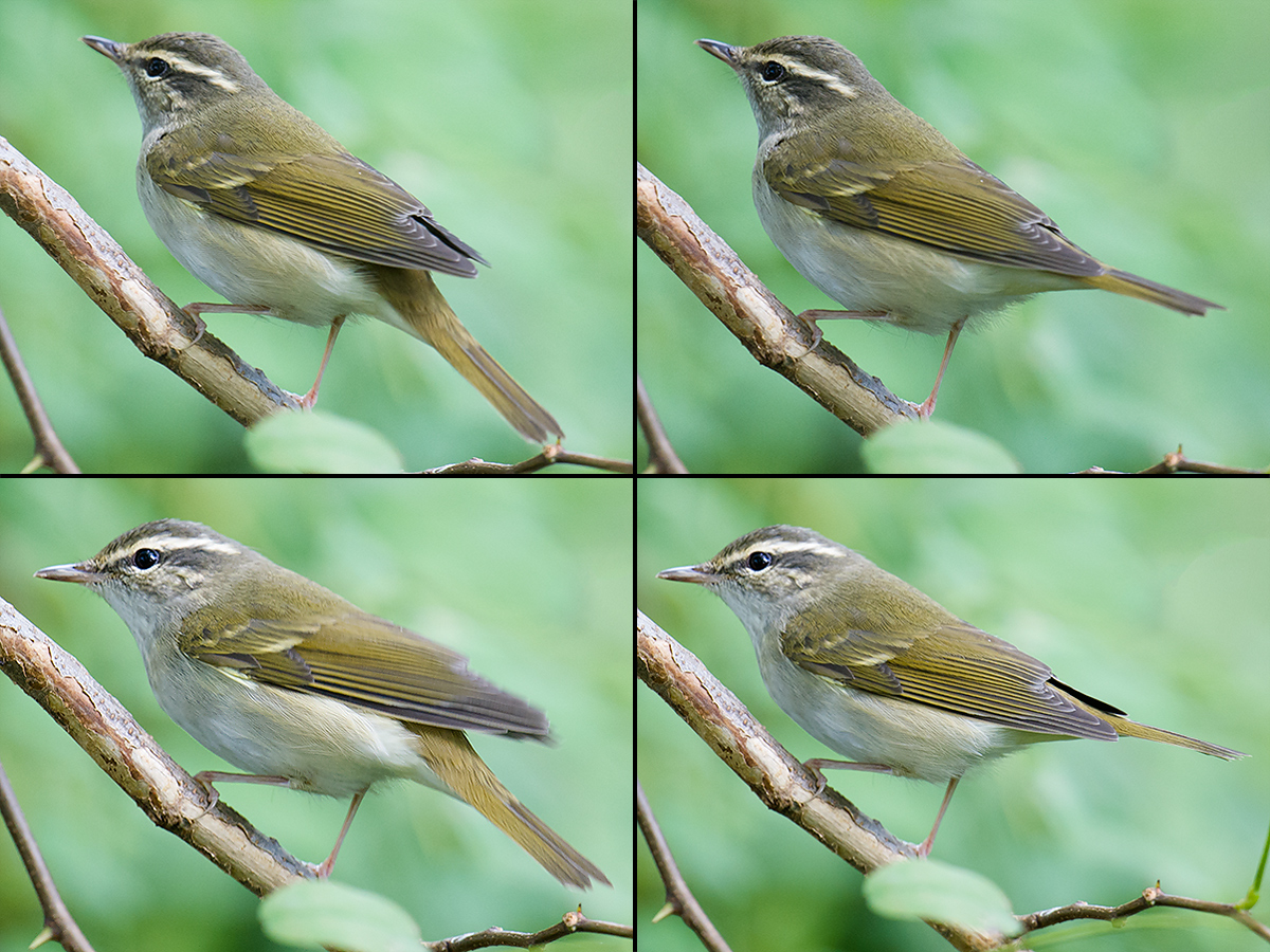 Sakhalin Leaf Warbler