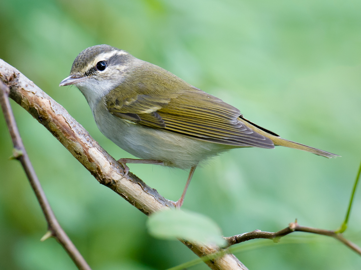 Sakhalin Leaf Warbler