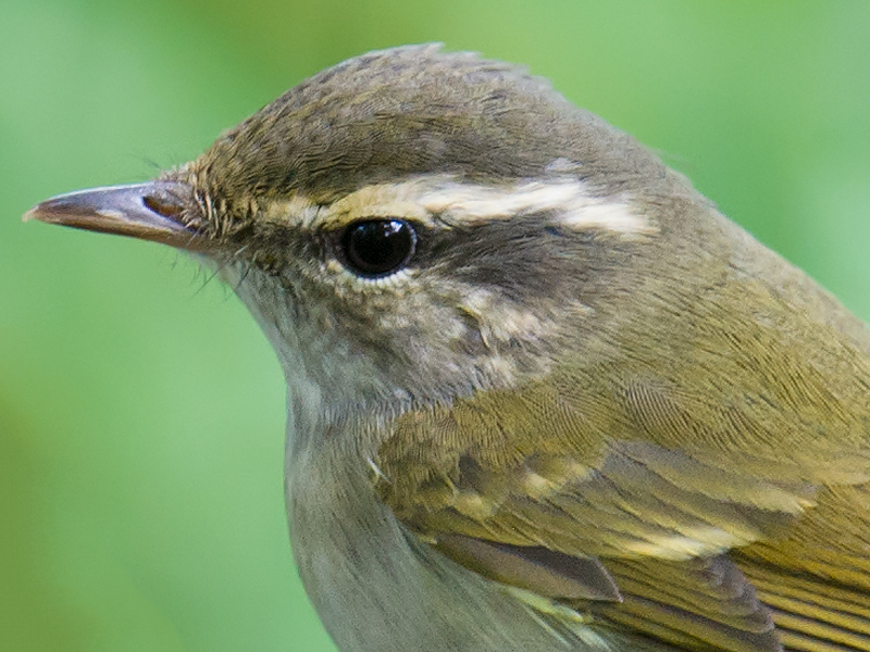 Sakhalin Leaf Warbler, Microforest 1, Cape Nanhui, Pudong, Shanghai, China, 17 Sept. 2017. (Craig Brelsford)