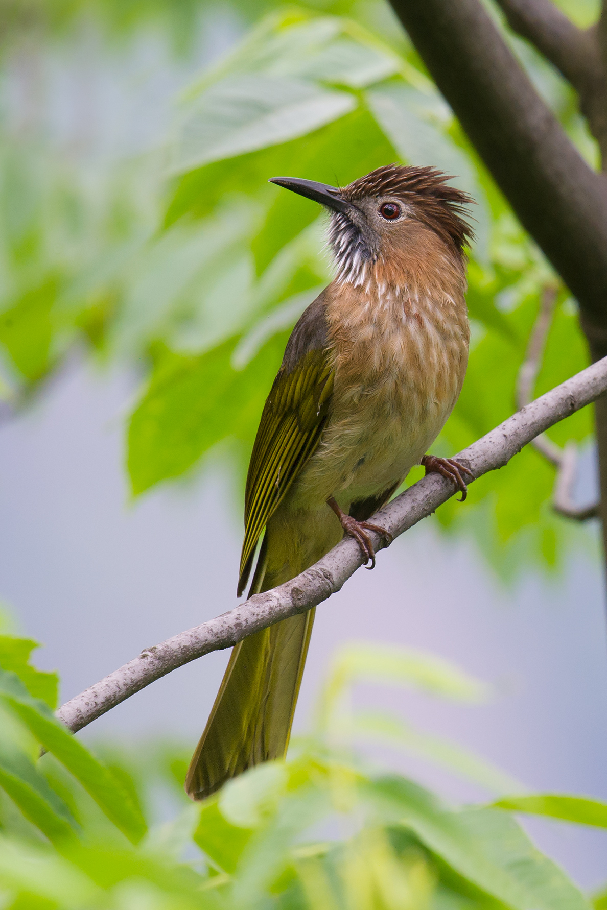 Mountain Bulbul