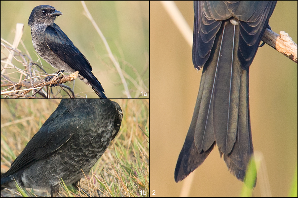 Black Drongo