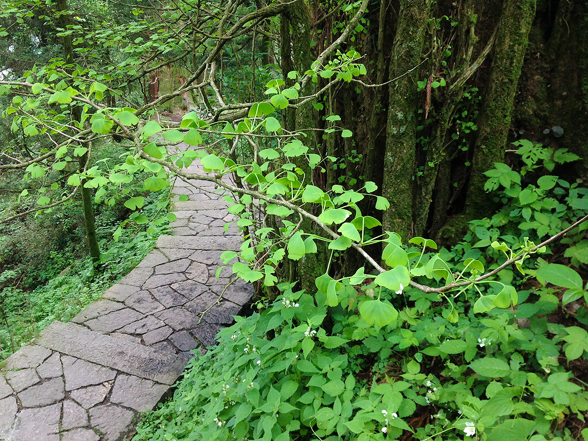 gingko-tianmu-brelsford