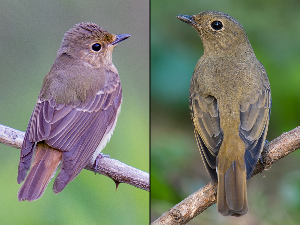 Narcissus Flycatcher, Blue-and-white Flycatcher