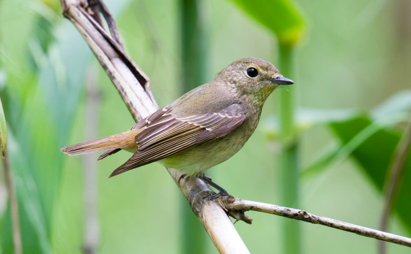 I’m Skeptical About Claims of Green-backed Flycatcher in Shanghai