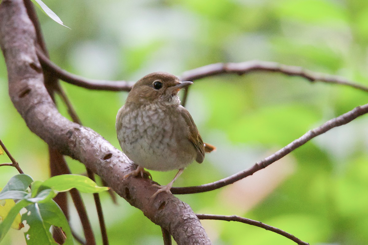 Rufous-tailed Robin