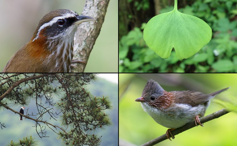 Tianmushan Featured Image. Clockwise from top L: Streak-breasted Scimitar Babbler, Ginkgo, Indochinese Yuhina, Black Bulbul. (Craig Brelsford)