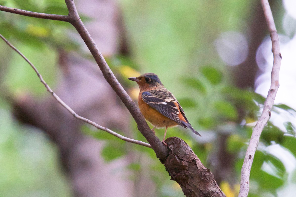 White-throated Rock Thrush