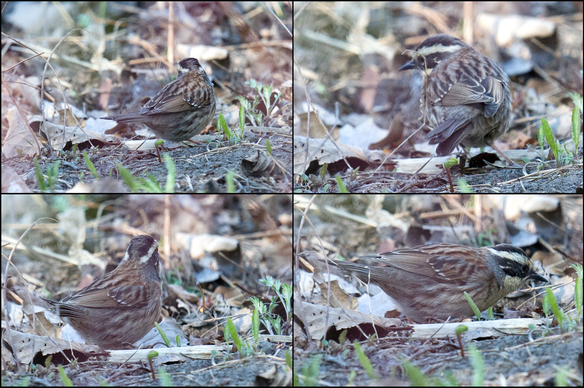 Siberian Accentor