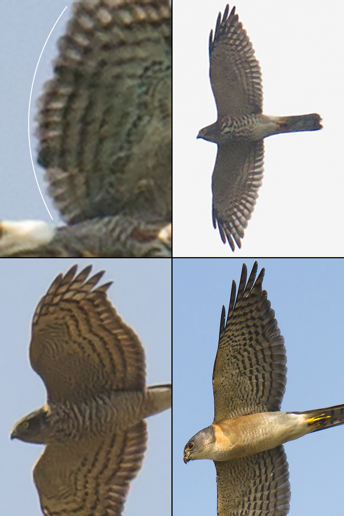 Comparison of bulge of secondaries of regional Accipiters