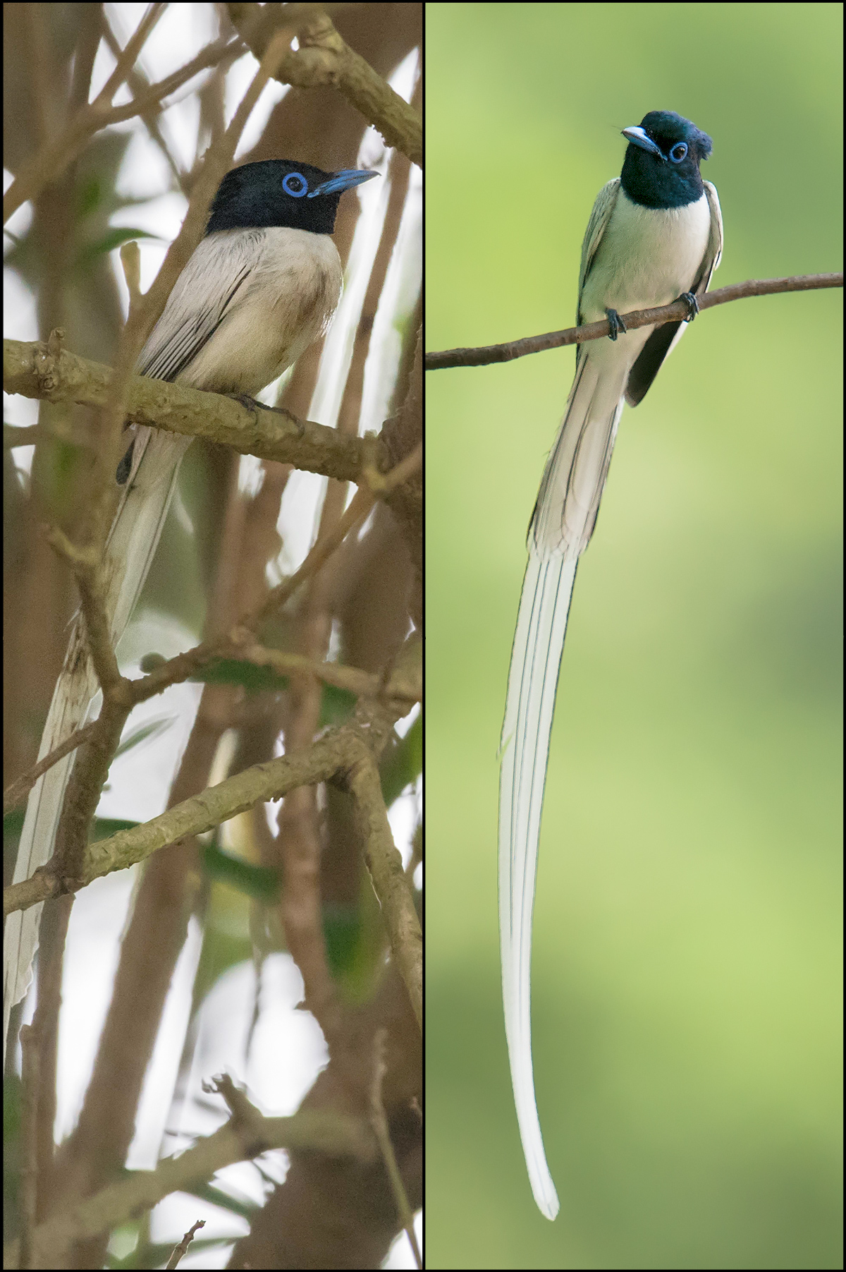 Red-flanked Bluetail - Shanghai Birding 上海观鸟