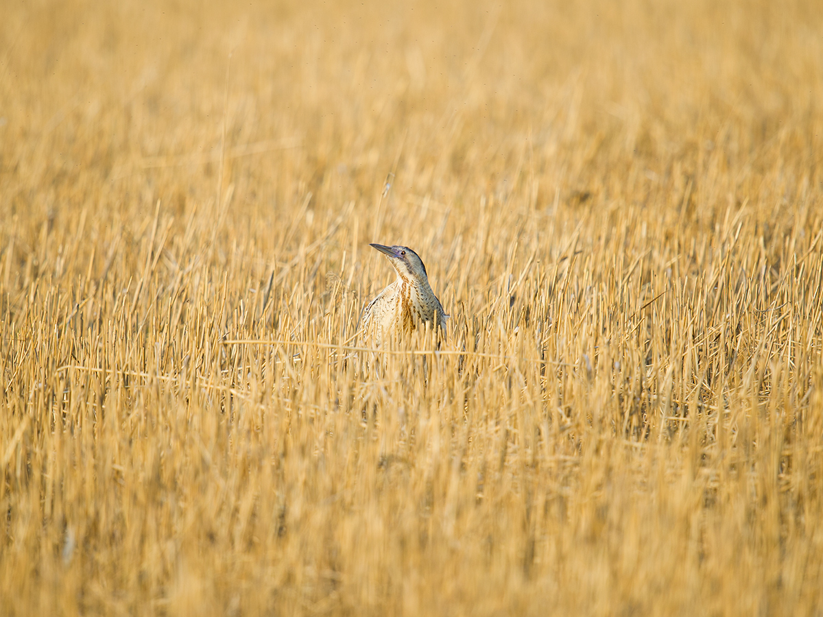 Eurasian Bittern