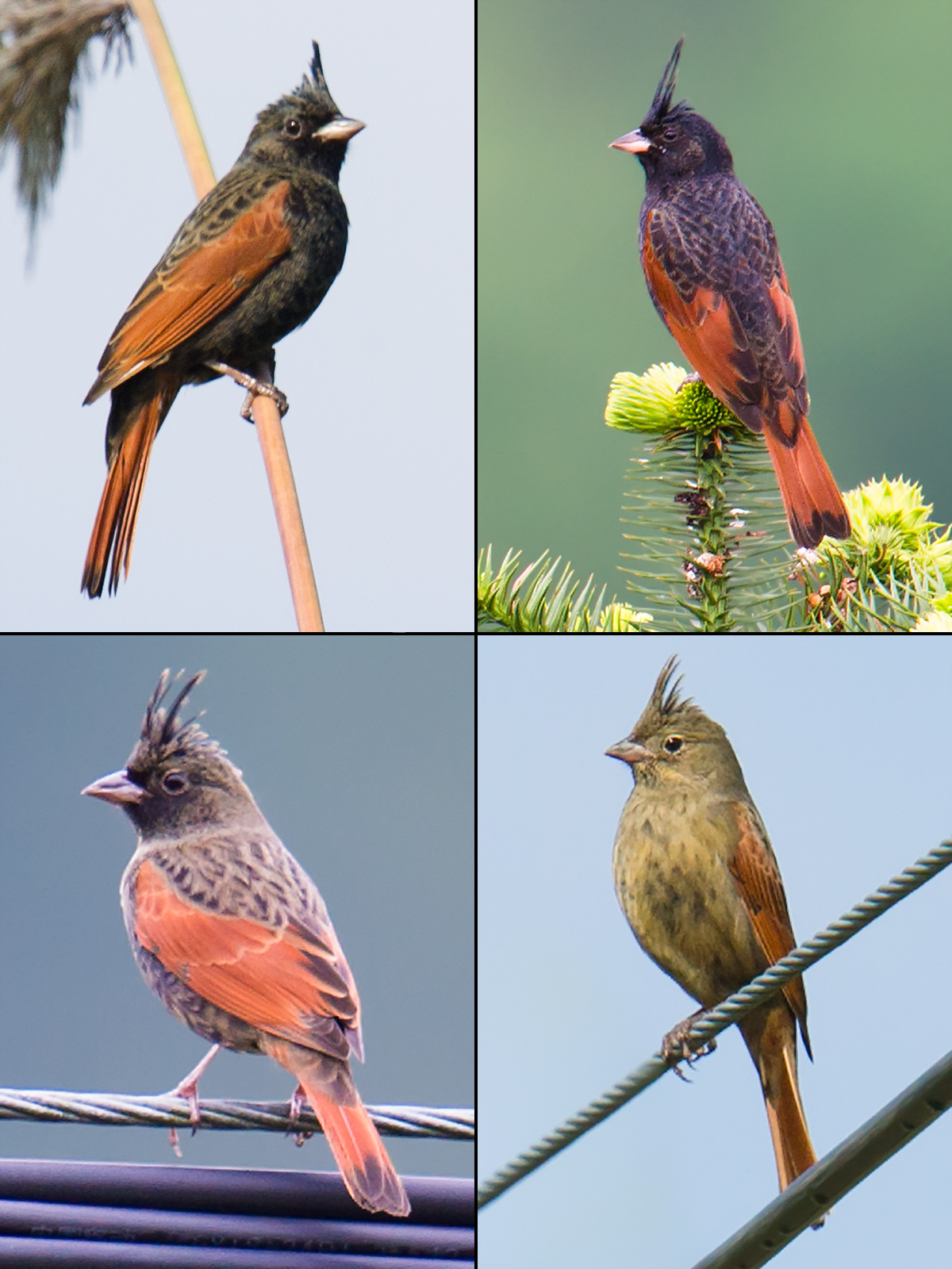 Crested Bunting